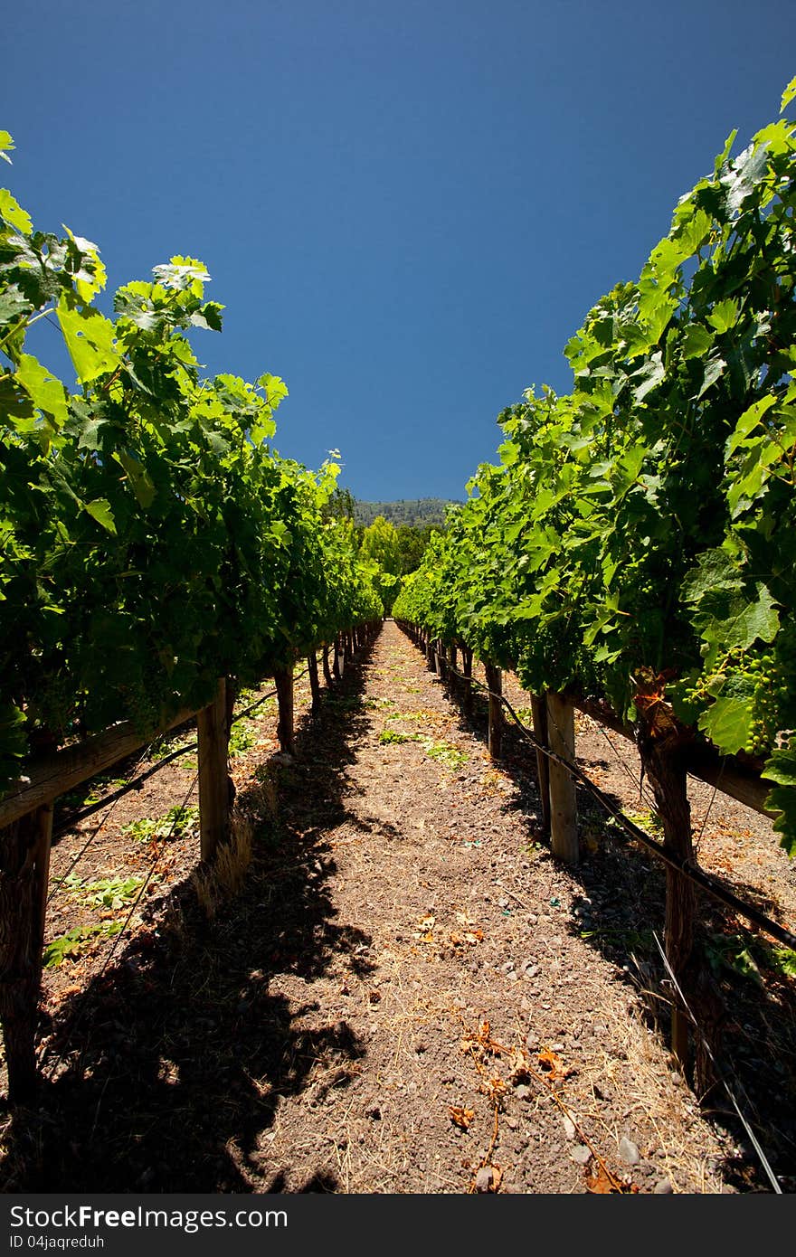 Beautiful rows of grapes in the Napa Valley, California