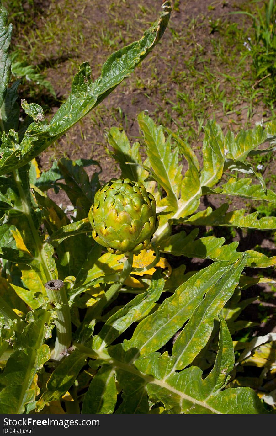 Artichoke ready to be picked up in California