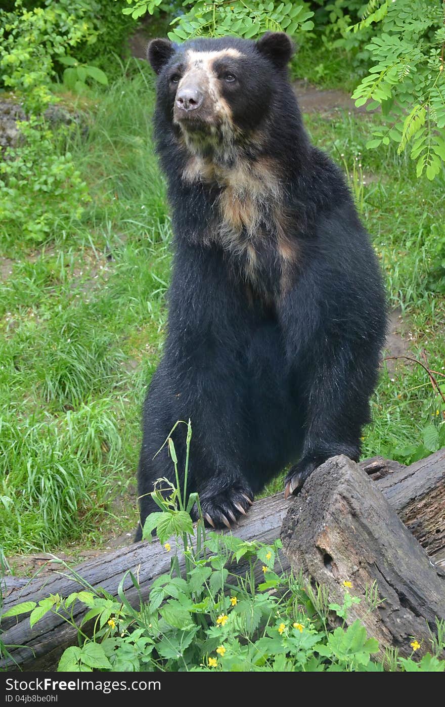 One of the species of bears which can be find in Vienna zoo. One of the species of bears which can be find in Vienna zoo