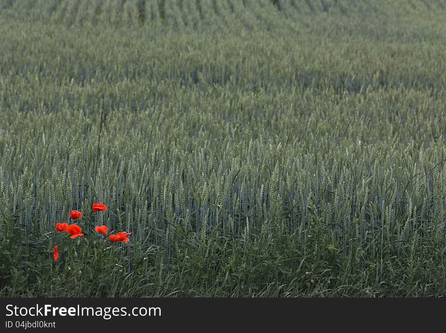 Red poppies over wheat background