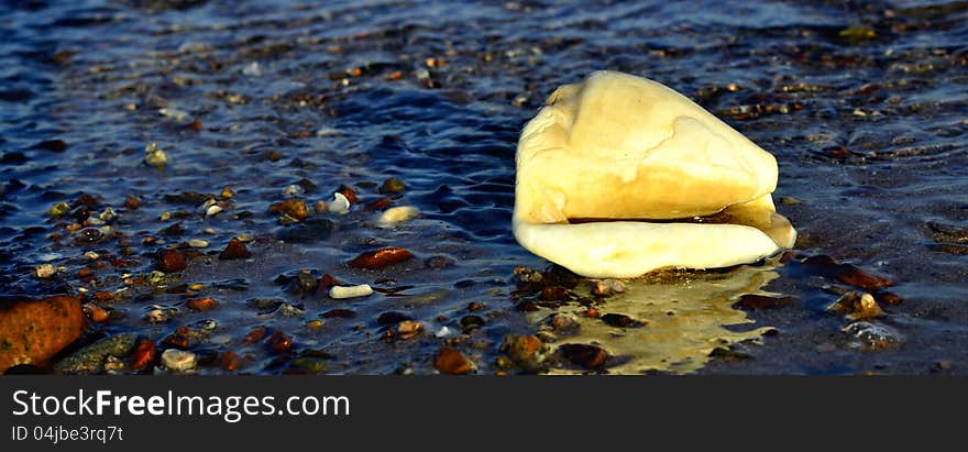 Shell and colorful beach are symbols of happy summer vacation at the Red Sea near Eilat, Israel. Shell and colorful beach are symbols of happy summer vacation at the Red Sea near Eilat, Israel