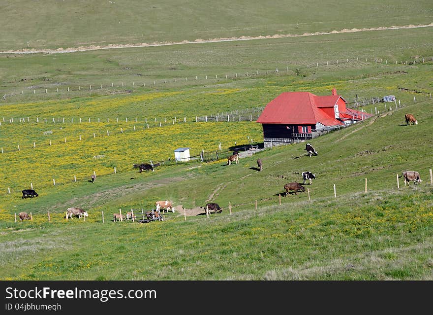 Rural accommodation in mountain cottage near cow farm. Rural accommodation in mountain cottage near cow farm