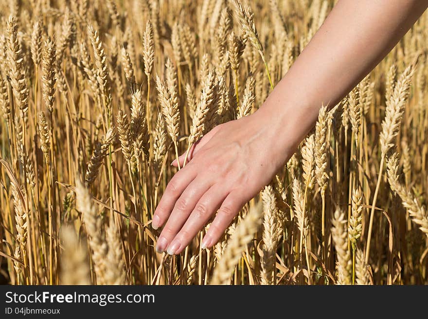 Women's hand in a wheat field at shiny summer day. Women's hand in a wheat field at shiny summer day