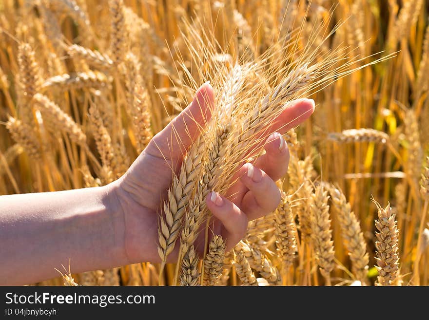 Bunch of wheat in hand at shiny summer day