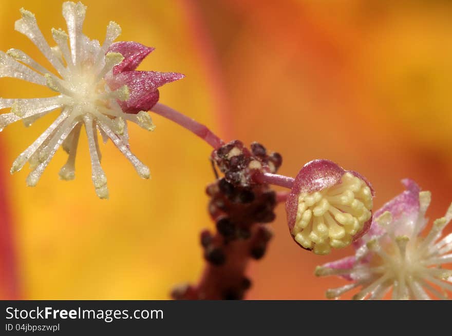 Close shot of croton flower. Close shot of croton flower