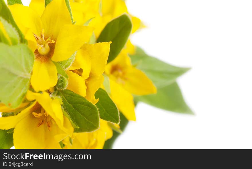 Yellow flowers on a white background. Yellow flowers on a white background