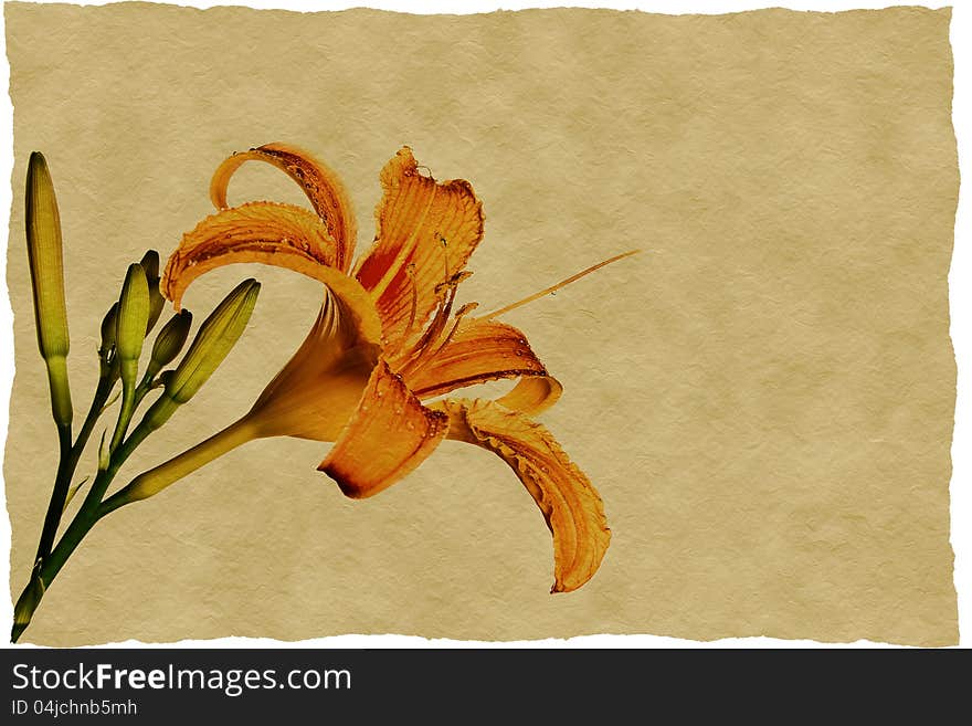 Orange tiger lily picture on old paper