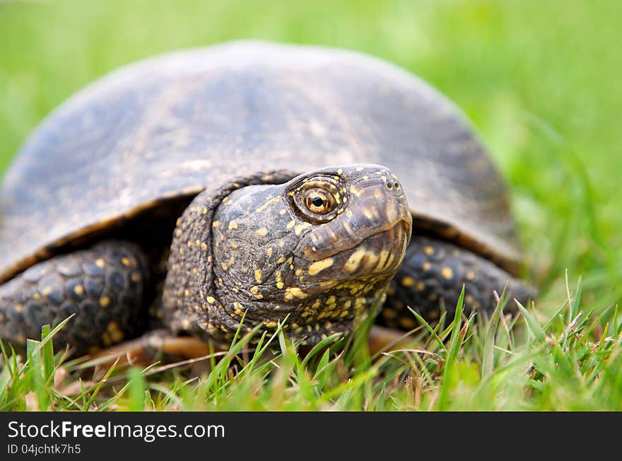 European pond turtle