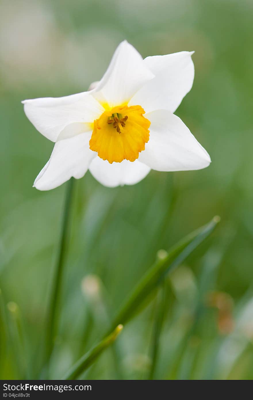 Single two colour dafodil flower viewed from below - associated with springtime and Easter. Single two colour dafodil flower viewed from below - associated with springtime and Easter