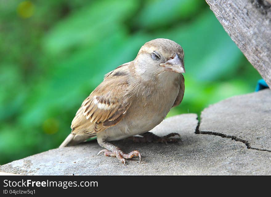 Closeup of a small sparrow resting