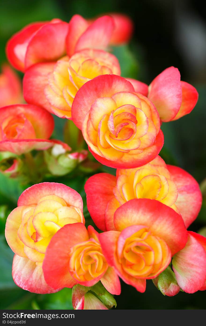 Closeup/Macro of pink begonia flowers