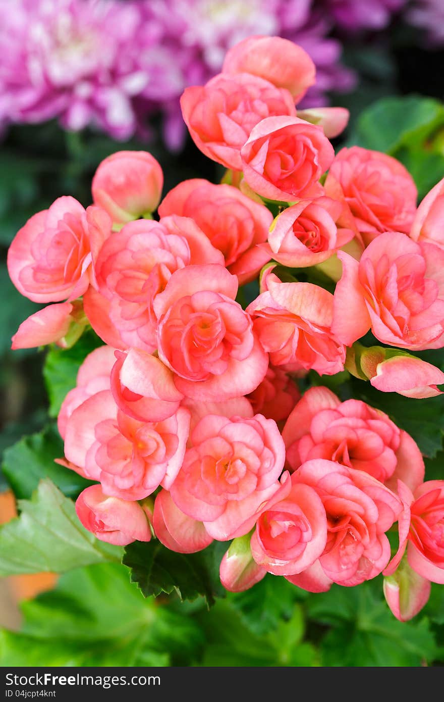 Closeup/Macro pink begonia flowers