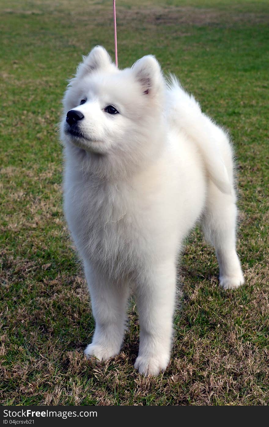 Samoyed puppy.