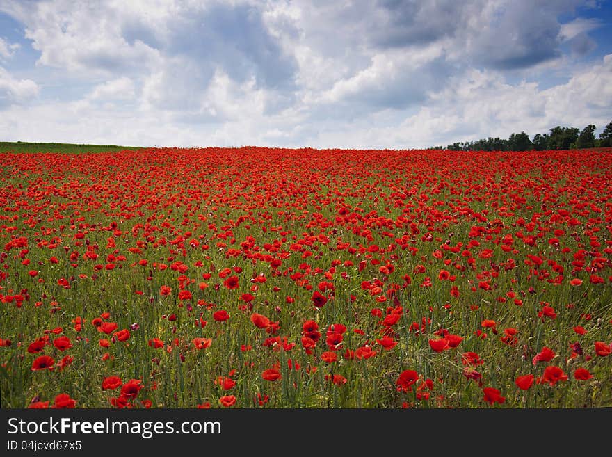 Poppies On A Field