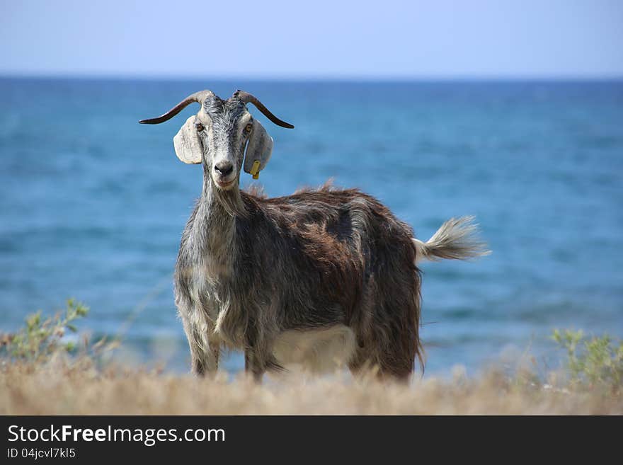 Goat in Greece, against the sea