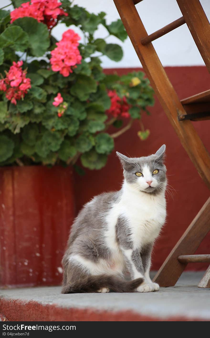 Cat in Greece