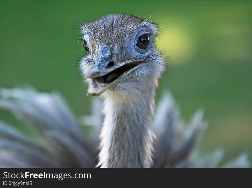 Portrait of Greater Rhea