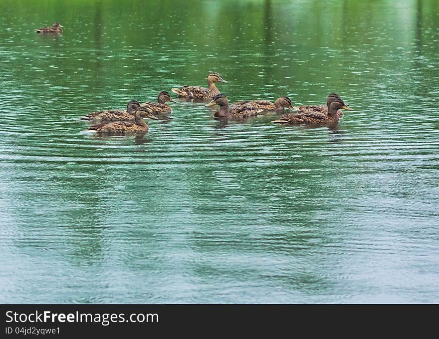 Group of mallard ducks on the lake