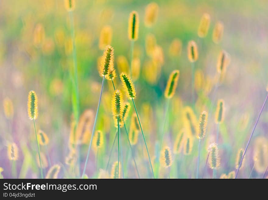 Long grass meadow closeup with bright sunlight. Long grass meadow closeup with bright sunlight