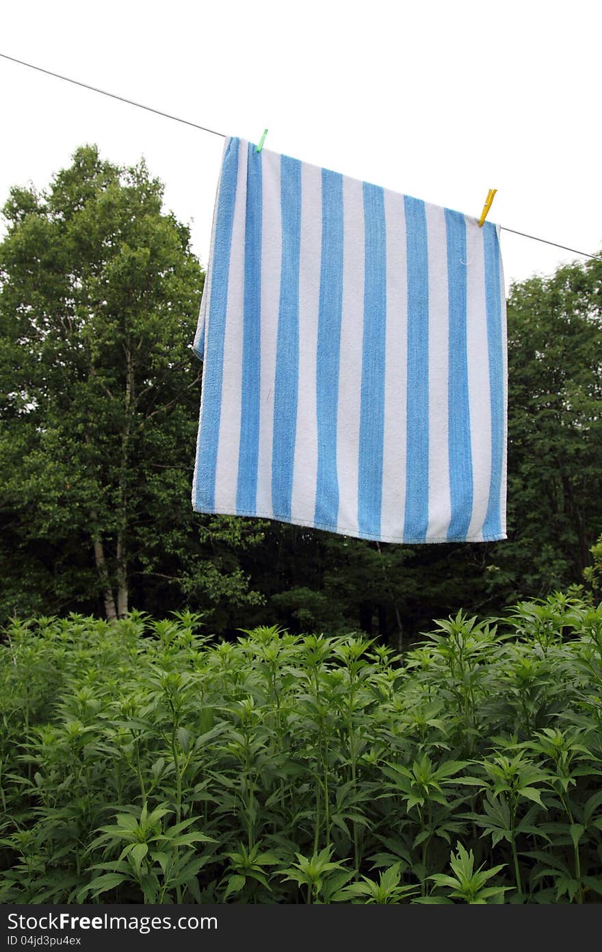 Clothesline with a stripped towel drying over a green forest and white sky. Clothesline with a stripped towel drying over a green forest and white sky