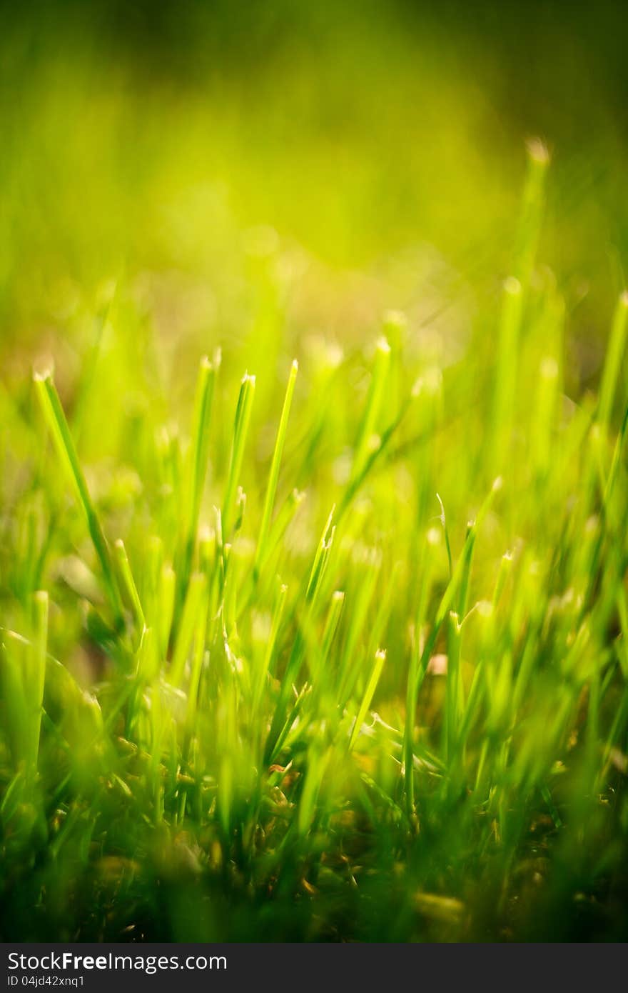 Green summer grass in sunlight. Green summer grass in sunlight