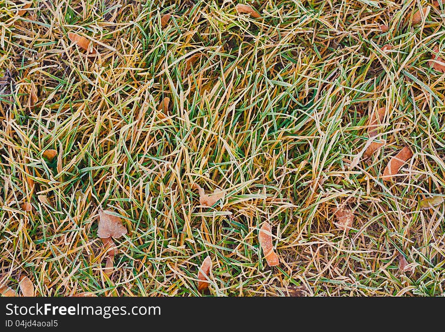 Grass And Leaves Covered With Hoarfrost