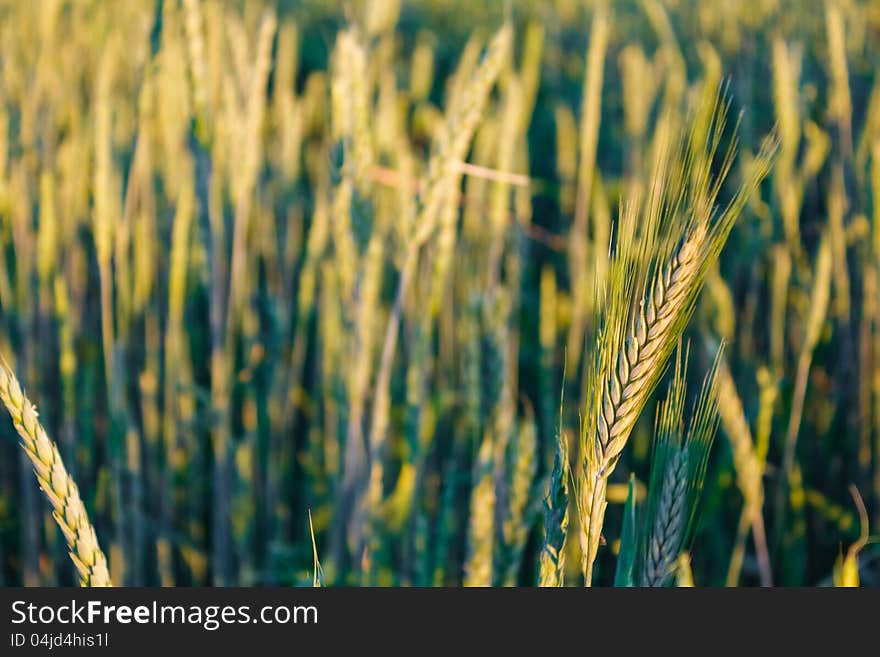 Green barley ears