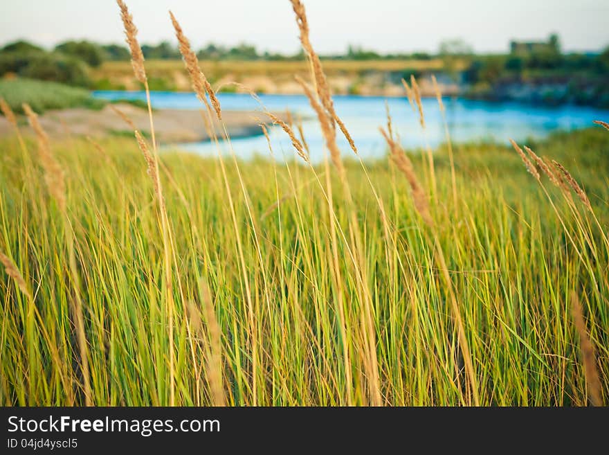 Field of grass on summer day. Field of grass on summer day.