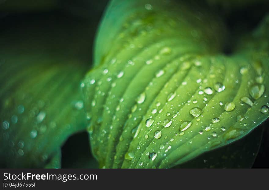 Water Drops On The Fresh Green Leaf