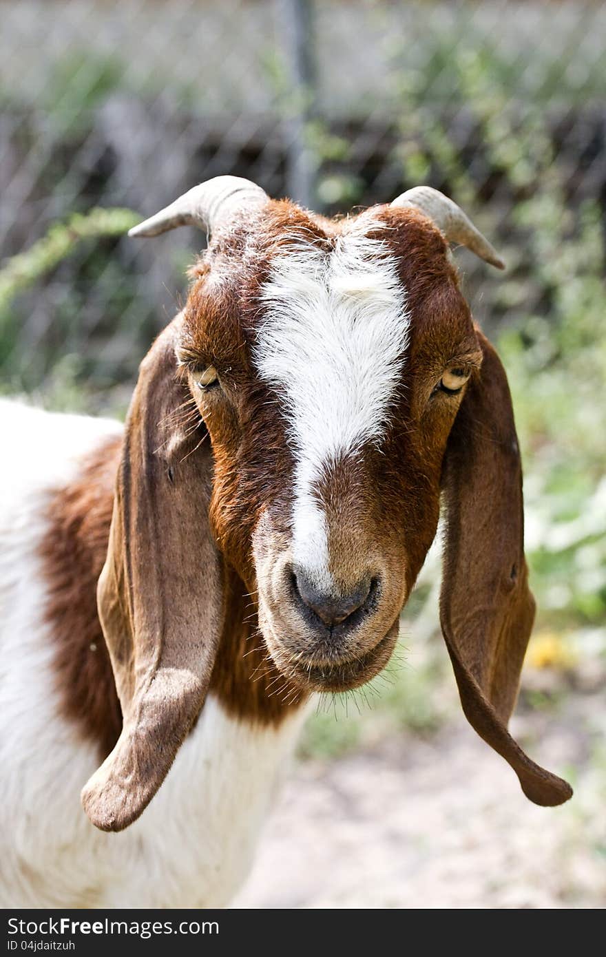 Boer doe goat female farm animal