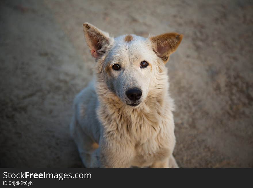 White sharp eyes dog with blurred  background. White sharp eyes dog with blurred  background