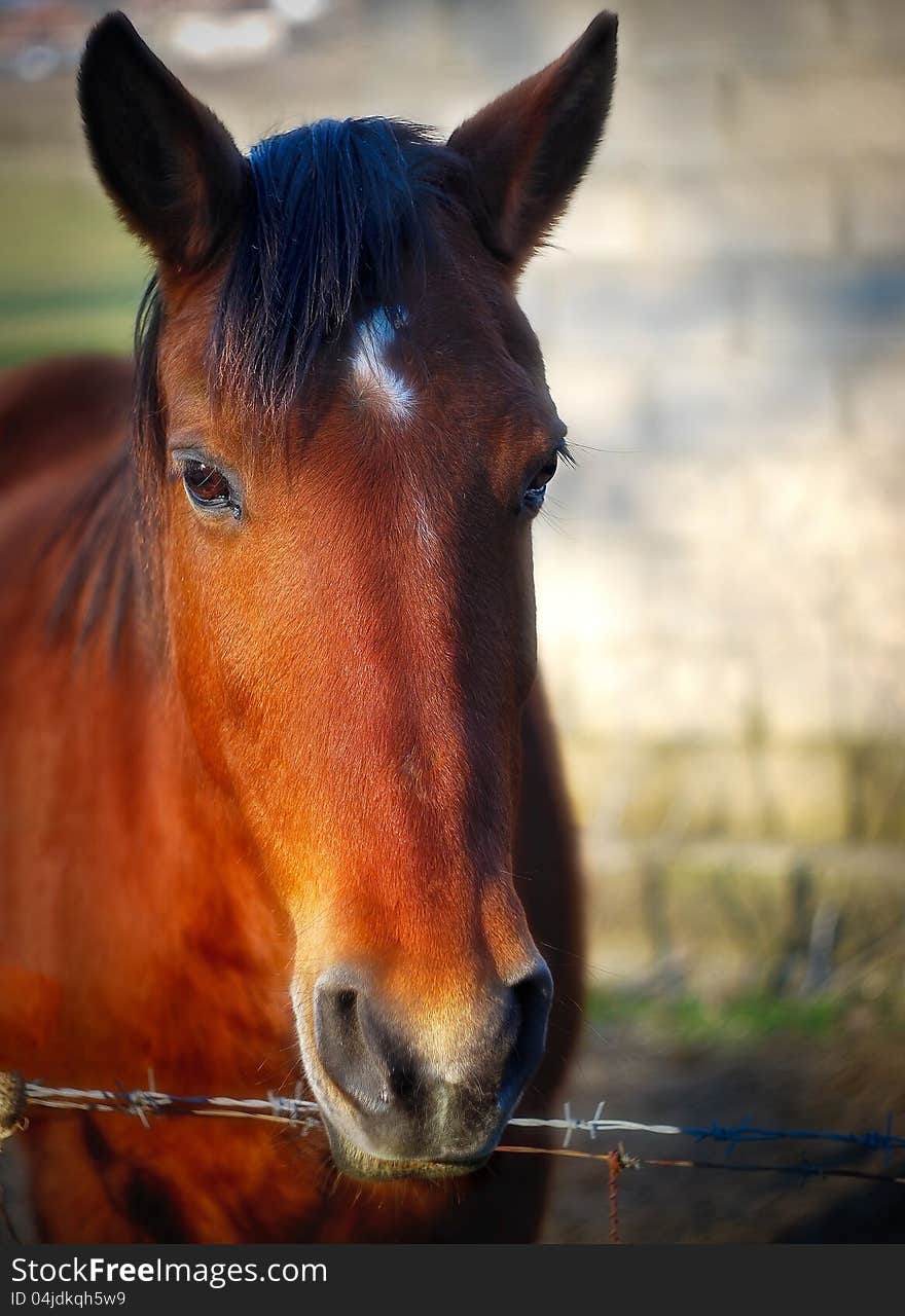 Beautiful horse looking into your eyes