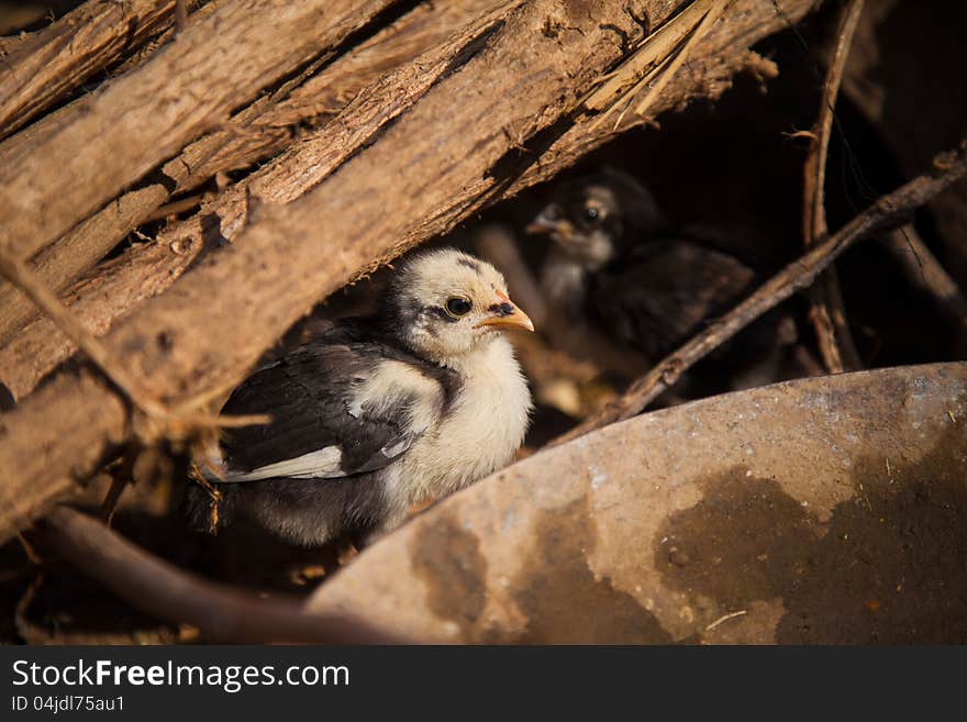 Two chicken birds in the nest covered by wood bundle