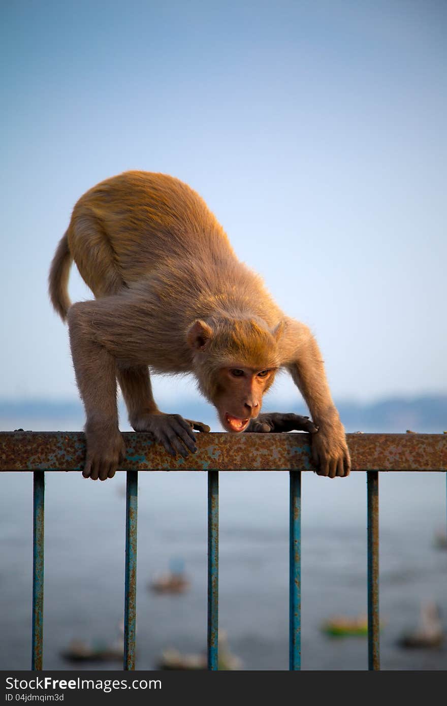 Indian monkey in attacking position over iron grid