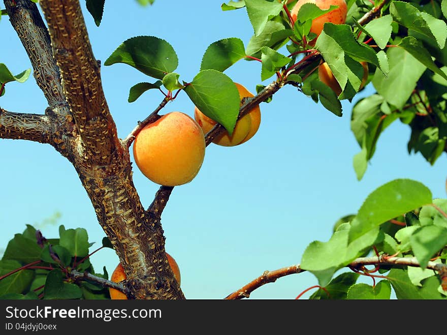 Mature organic apricots