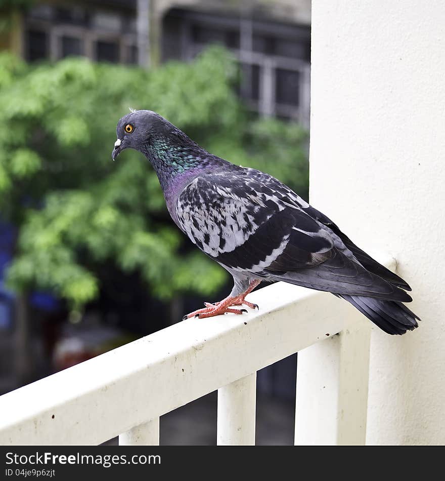 Grey pigeon standing on banister