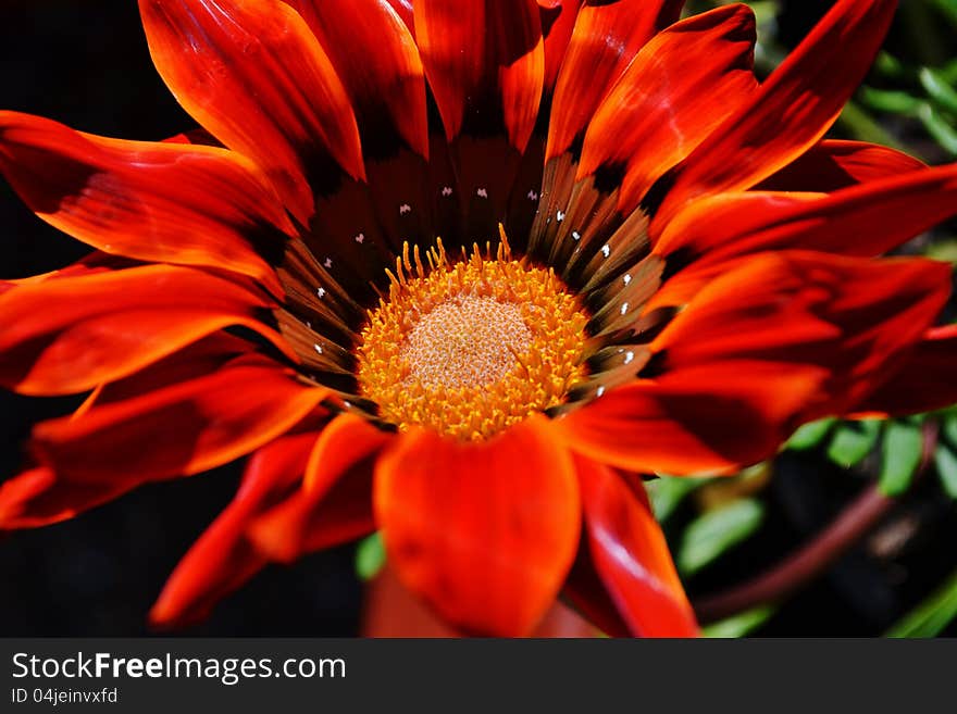 Close up of beautiful orange Gazania flower in bright sunlight. Close up of beautiful orange Gazania flower in bright sunlight