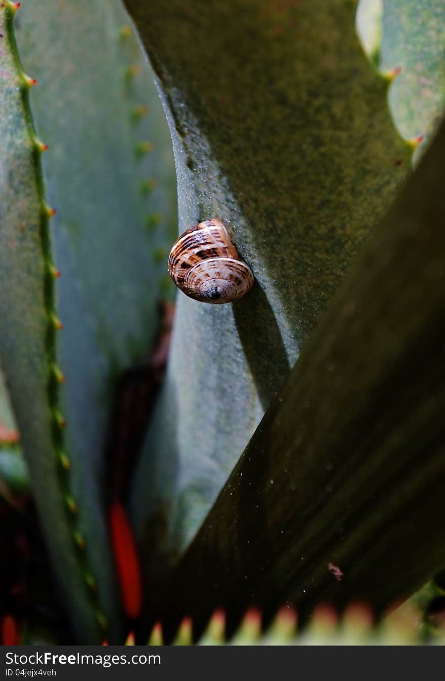 Garden Snail