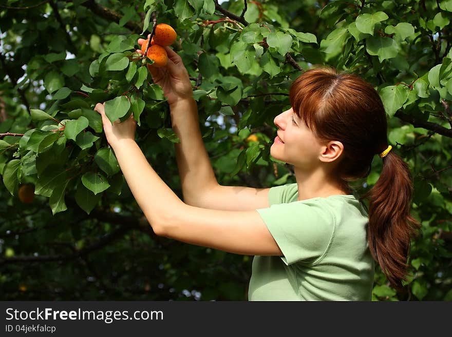 Woman Picking Apricots