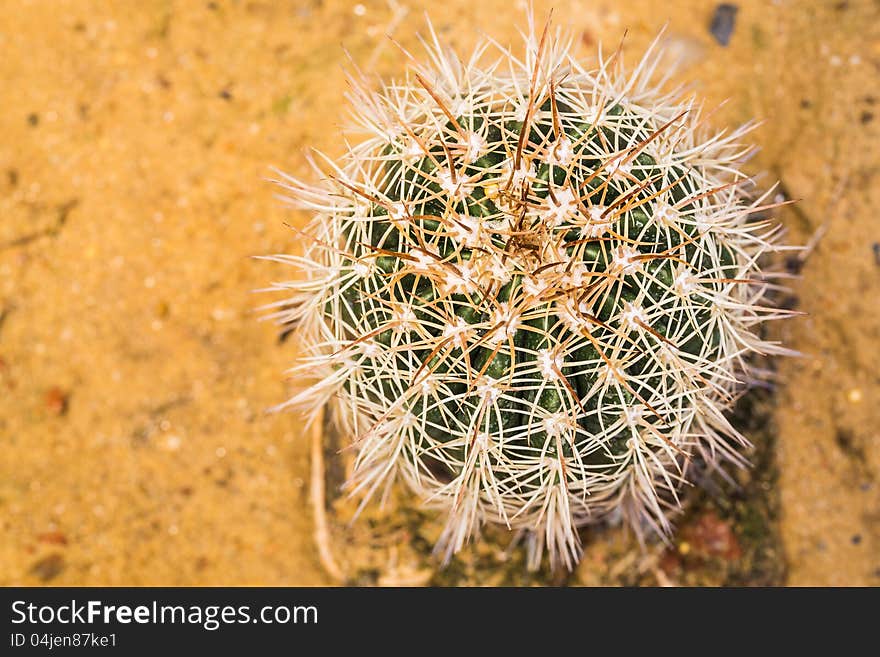 Closeup and topview of cactus