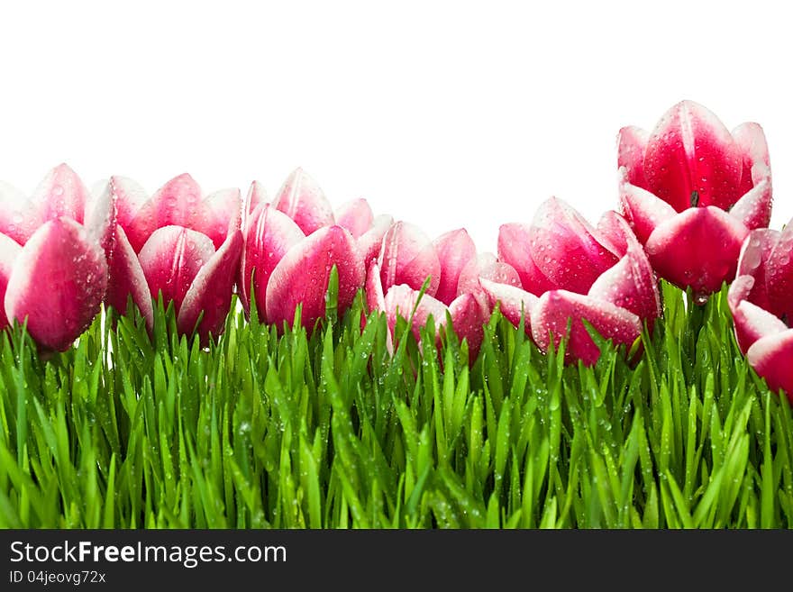 Fresh Tulip and green Grass with drops dew / isolated on white with copy space