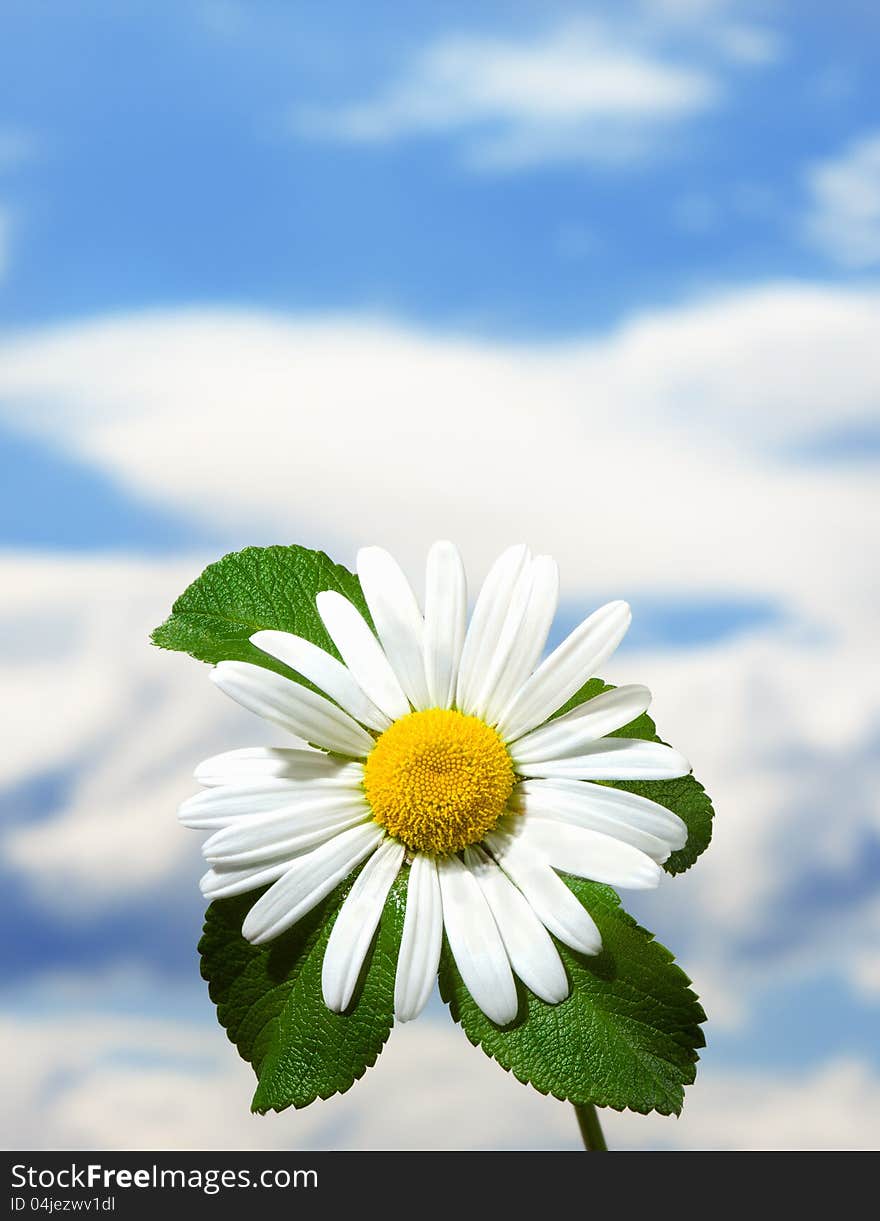 Macro shot of wild camomile on a blue sky background