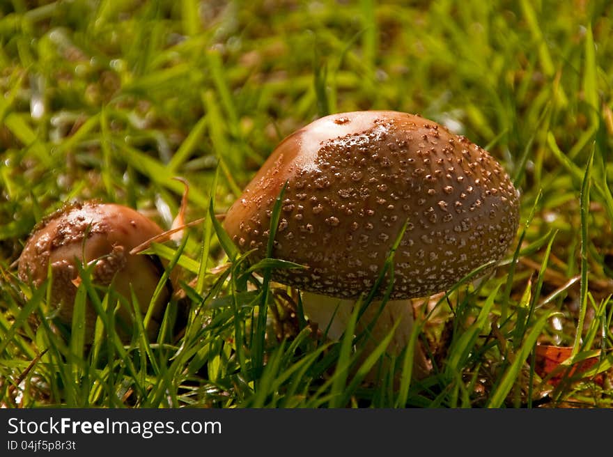 Toadstools