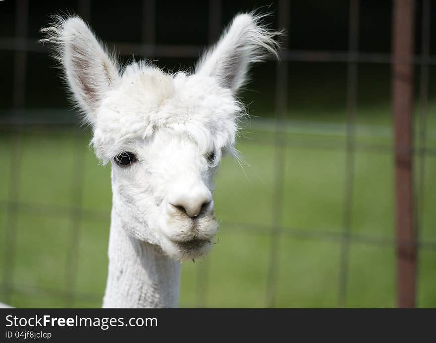 Closeup view of young alpaca