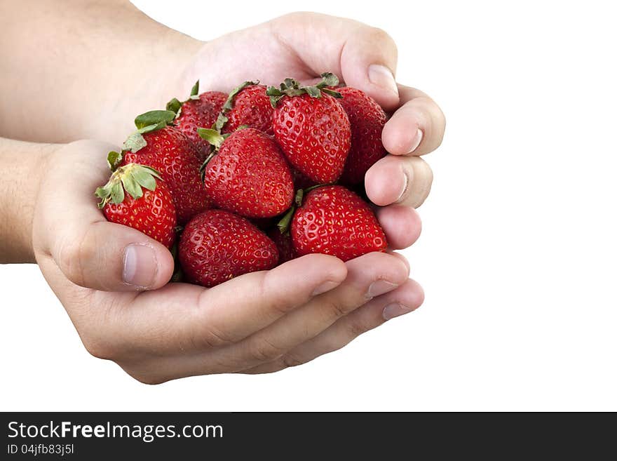 strawberries in hand isolated on white