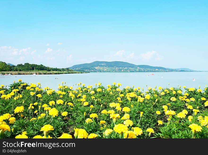 Beautiful panorama to Lake Balaton with yellow flo