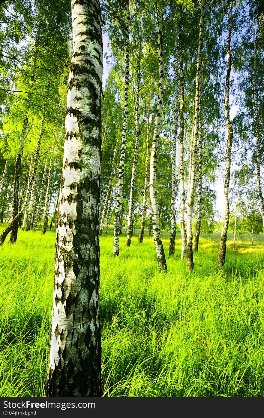 Birch forest in sunlight in the morning. Birch forest in sunlight in the morning