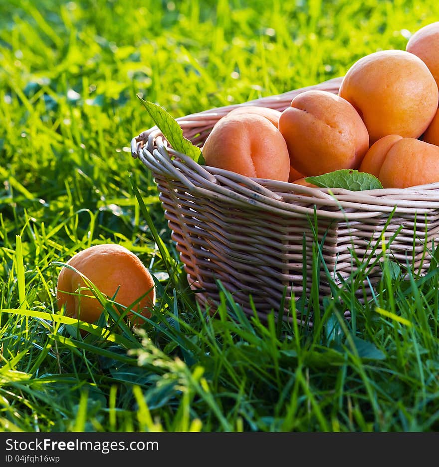 Ripe apricots in bascet on a grass