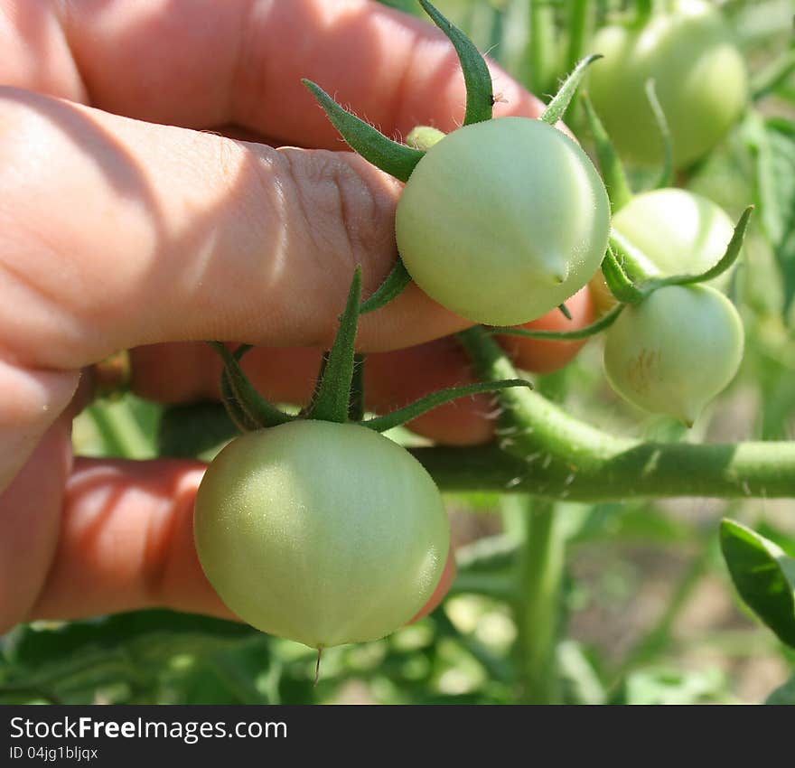 Some small unripe and unpicked green tomatoes still on the vine. Some small unripe and unpicked green tomatoes still on the vine.