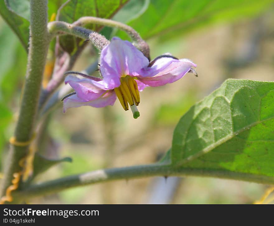 Egg-plant flower in bloom